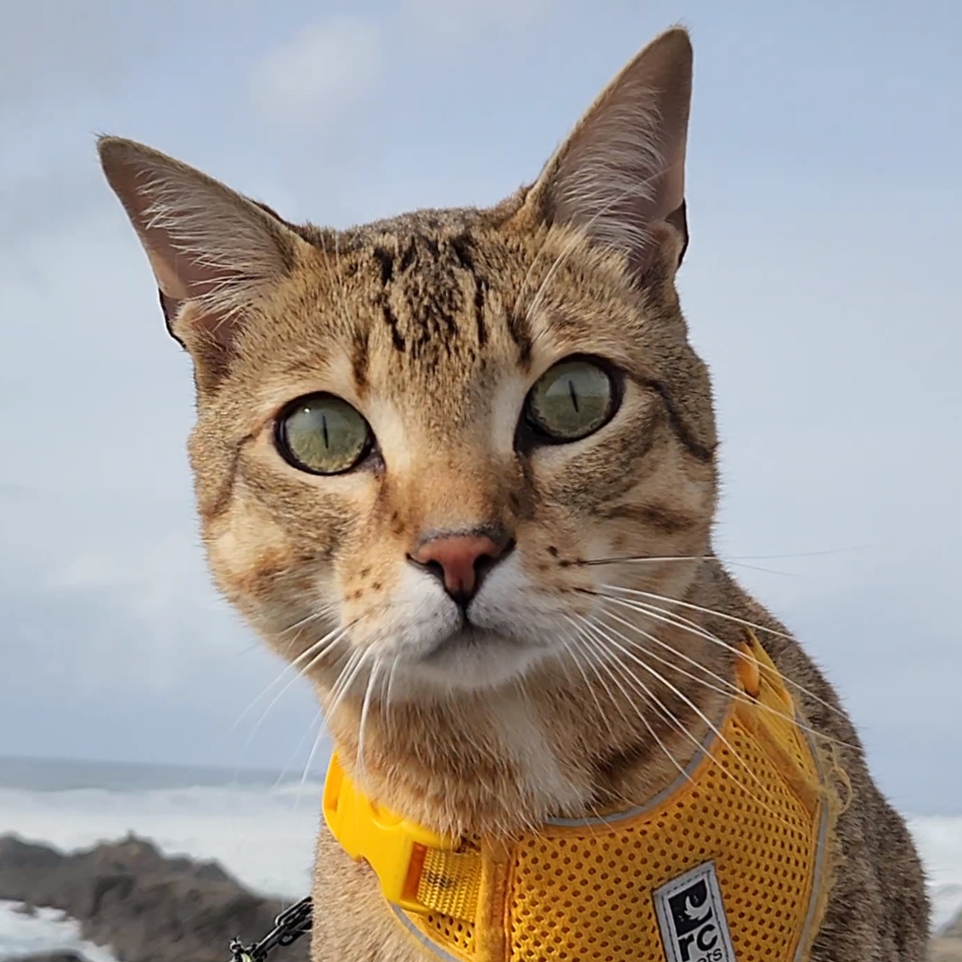 Findus the Adventure Cat — F4 Savannah cat wearing an RC Pets harness at the beach