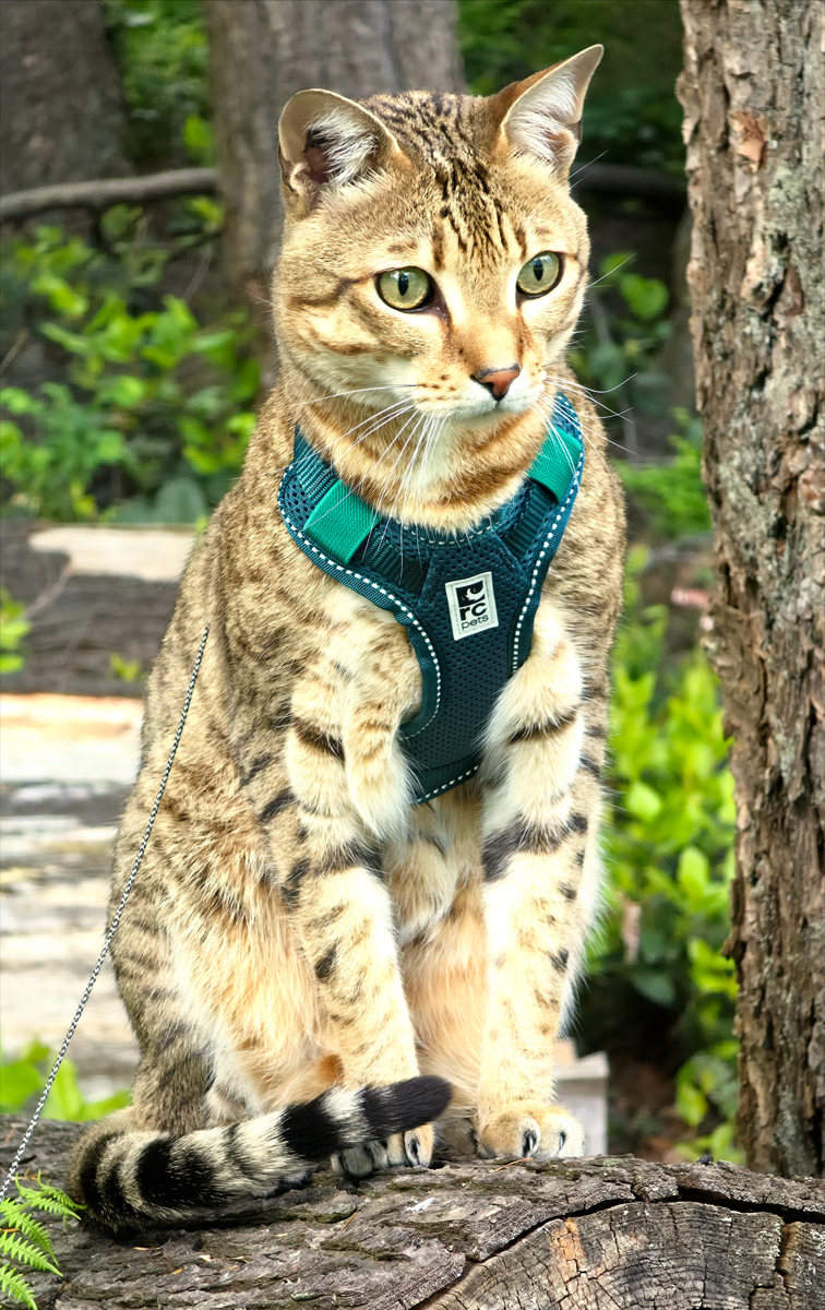 Findus wearing the RC Pets Moto Control Harness on a forest log